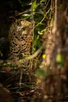 Free photo beautiful and endangered american jaguar in the nature habitat panthera onca wild brasil brasilian wildlife pantanal green jungle big cats