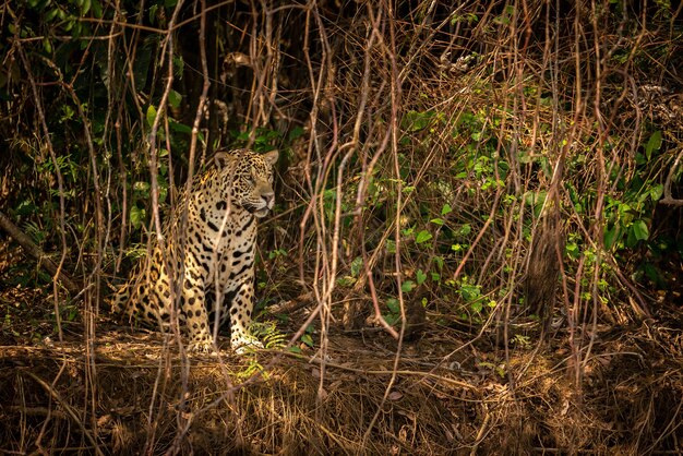 자연 서식지 Panthera onca 야생 브라질 브라질 야생 동물 pantanal 녹색 정글 큰 고양이에서 아름답고 멸종 위기에 처한 미국 재규어