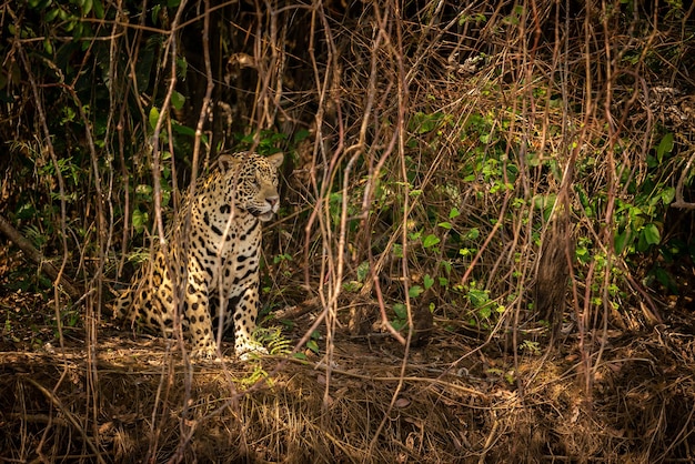 자연 서식지 Panthera onca 야생 브라질 브라질 야생 동물 pantanal 녹색 정글 큰 고양이에서 아름답고 멸종 위기에 처한 미국 재규어