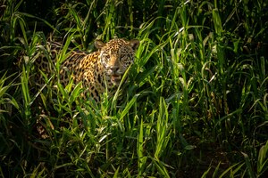 Beautiful and endangered american jaguar in the nature habitat panthera onca wild brasil brasilian wildlife pantanal green jungle big cats