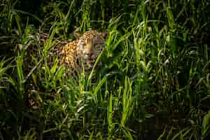 Free photo beautiful and endangered american jaguar in the nature habitat panthera onca wild brasil brasilian wildlife pantanal green jungle big cats