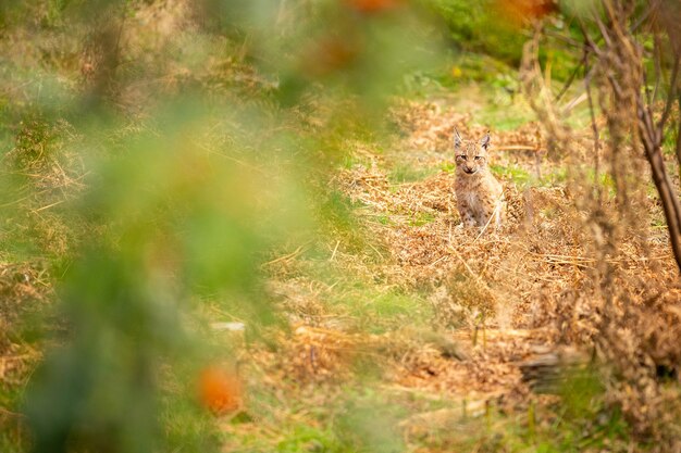 Beautiful and endangered eurasian lynx in the nature habitat Lynx lynx