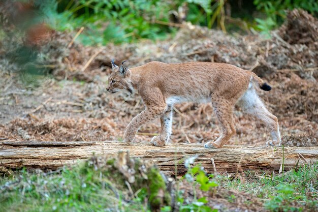 Beautiful and endangered eurasian lynx in the nature habitat Lynx lynx