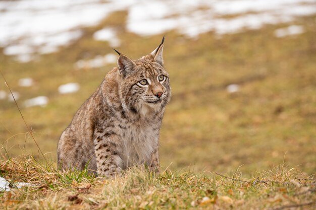 Красивая и находящаяся под угрозой исчезновения евразийская рысь в естественной среде обитания Lynx lynx