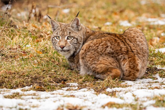 Beautiful and endangered eurasian lynx in the nature habitat Lynx lynx