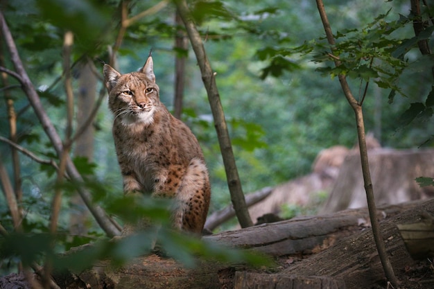 Free Photo beautiful and endangered eurasian lynx in the nature habitat lynx lynx
