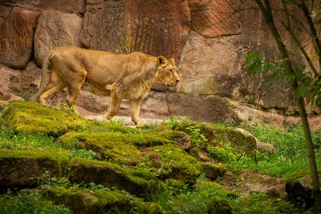 飼育下の美しい絶滅危惧種のライオンバーの後ろにいるアフリカの野生動物パンテーラレオ自然に見える生息地の素晴らしい動物