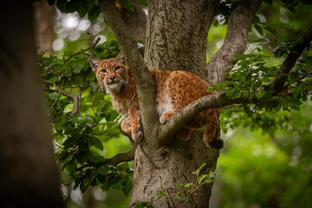 Beautiful and endangered lynx cub in the nature habitat Lynx lynx