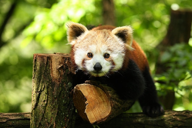 Beautiful endangered red panda on a green tree