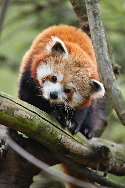Beautiful endangered red panda on a green tree
