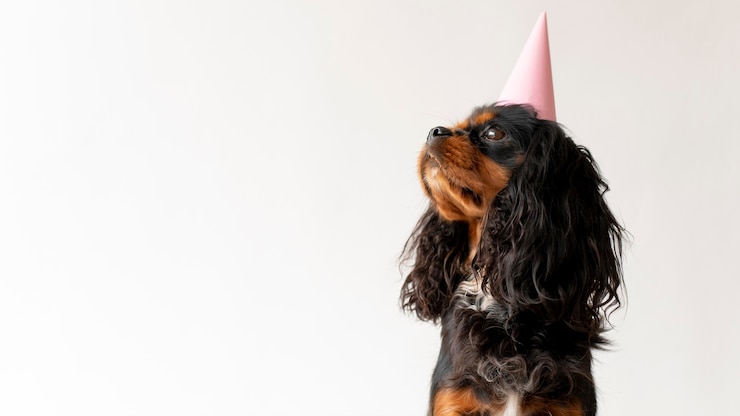 Free Photo beautiful english toy spaniel dog pet portrait