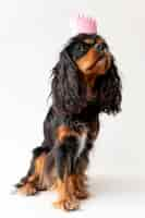 Free photo beautiful english toy spaniel dog pet portrait