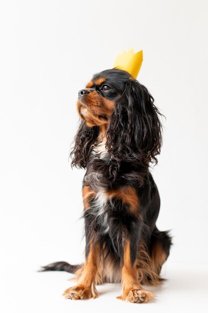 Beautiful english toy spaniel dog pet portrait