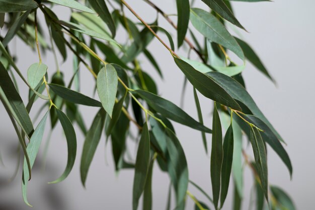 Beautiful eucalyptus arrangement