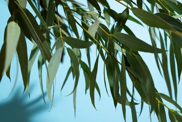 Beautiful eucalyptus arrangement