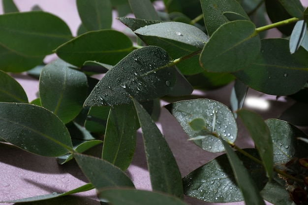 Beautiful eucalyptus arrangement