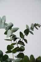 Free photo beautiful eucalyptus leaves background