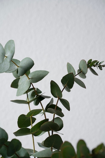 Beautiful eucalyptus leaves background