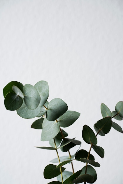 Beautiful eucalyptus leaves white background