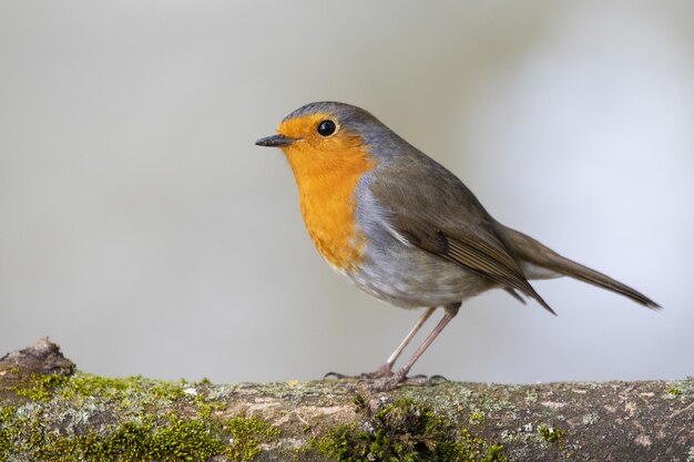 Beautiful European Robin standing on a moss-covered branch of a tree