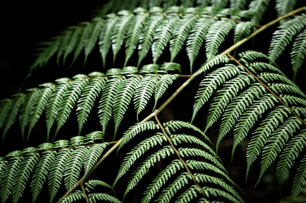 Beautiful exotic leaves closeup