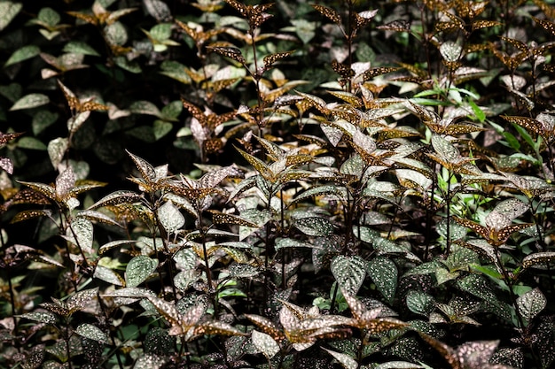 Beautiful exotic leaves 