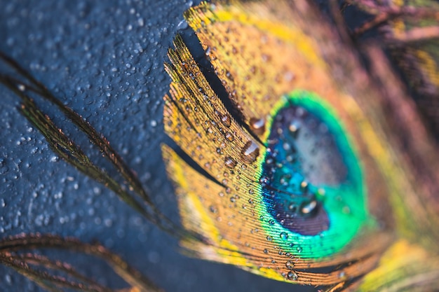 Beautiful exotic peacock feather on black background