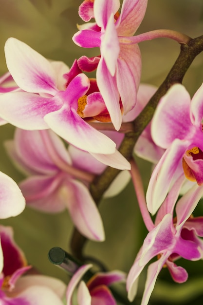 Beautiful exotic pink flowers