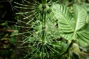 Free photo beautiful exotic plant closeup