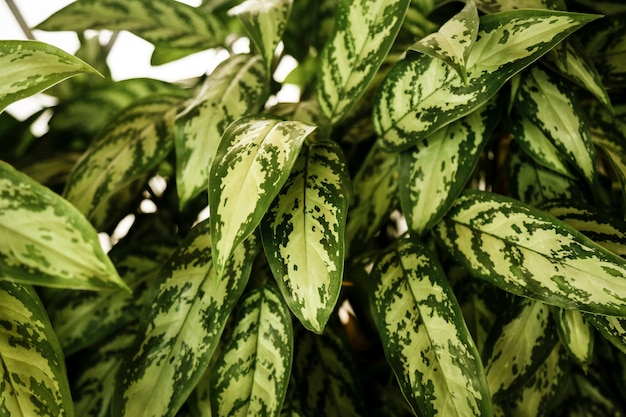 Beautiful exotic plant top view