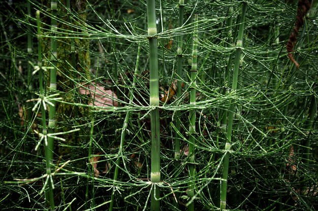 美しいエキゾチックな植物