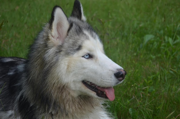 Beautiful face of a Siberian husky dog.