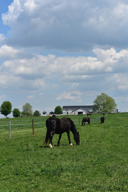 Beautiful Farm with Horses Grazing in a Large Pasture