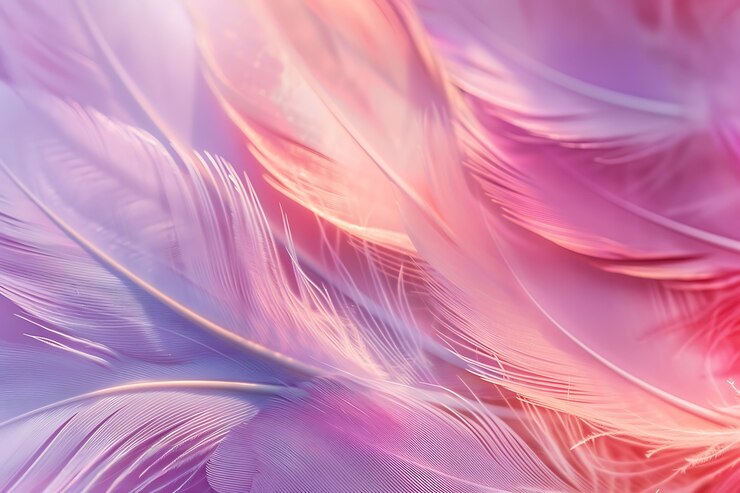 Free Photo beautiful feathers arrangement