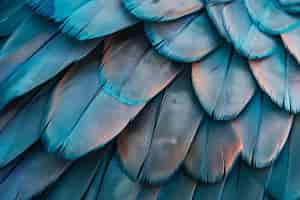 Free photo beautiful feathers arrangement