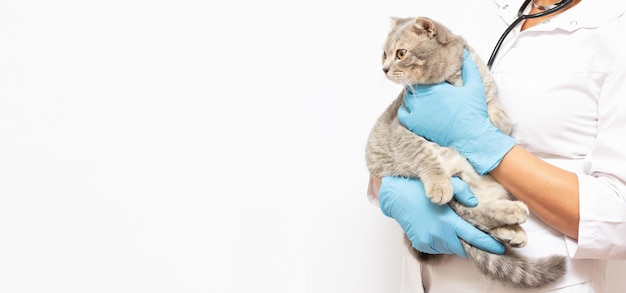 Beautiful female doctor veterinarian is holding cute cat on hands at vet clinic and smiling banner copy space