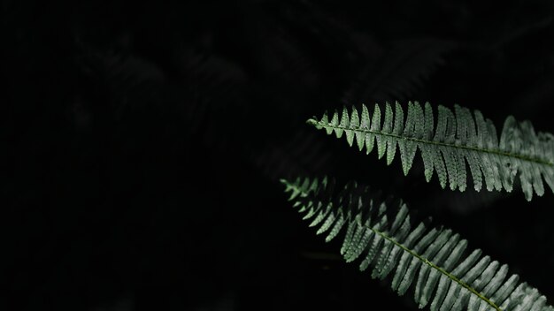 Beautiful fern leaves on black background