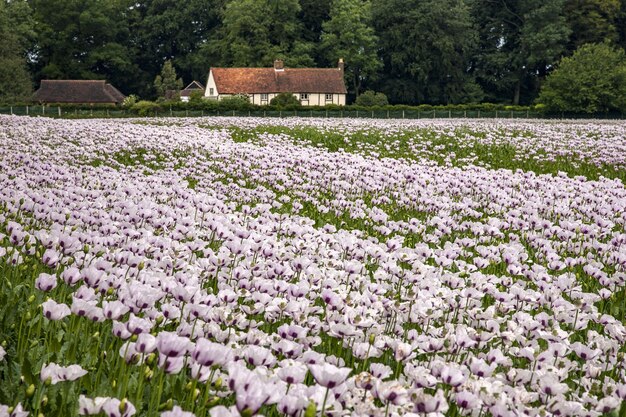 Beautiful field of pink poppies Oxfordshire, UK and a farmhouse