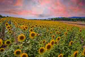 Free photo beautiful field of sunflowers in a field of castilla y leon, spain in the summer sunset