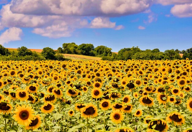Beautiful field of sunflowers surrounded by green trees in the Canary Islands, Spain
