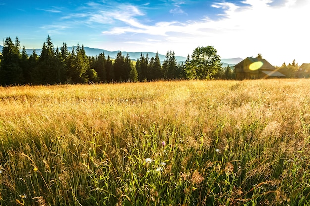 Beautiful field in sunshine Rural house background