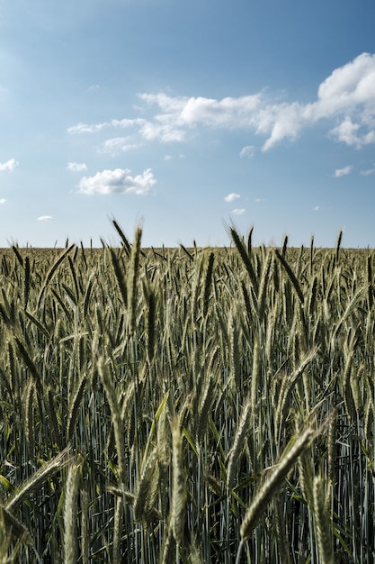 Beautiful field of tall rye with beautiful cloudy sky