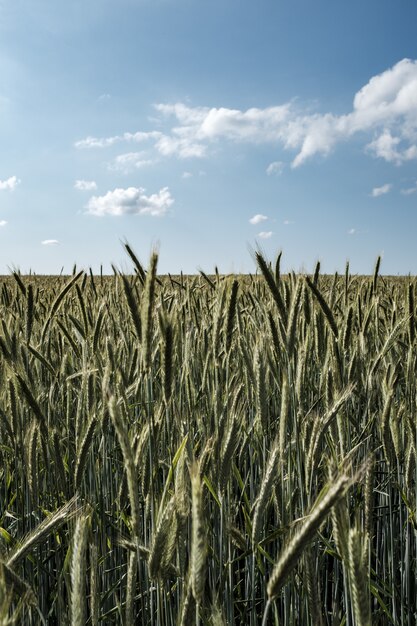 Beautiful field of tall rye with beautiful cloudy sky