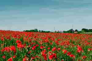 Бесплатное фото Красивое поле с красными маками в сельской местности