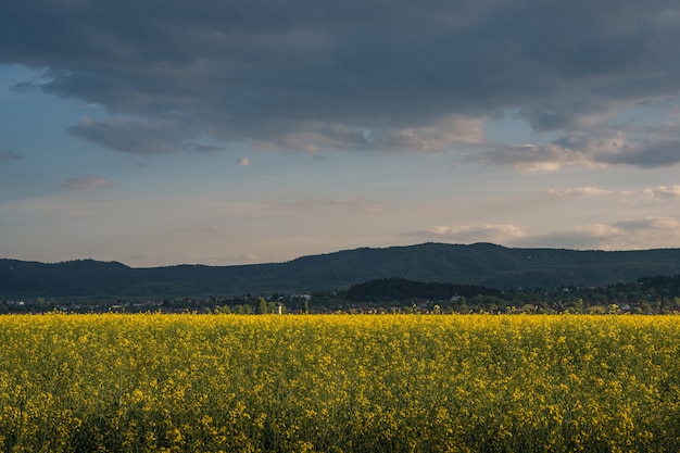 Beautiful field with yellow flowers under the cloudy evening sky in the countryside