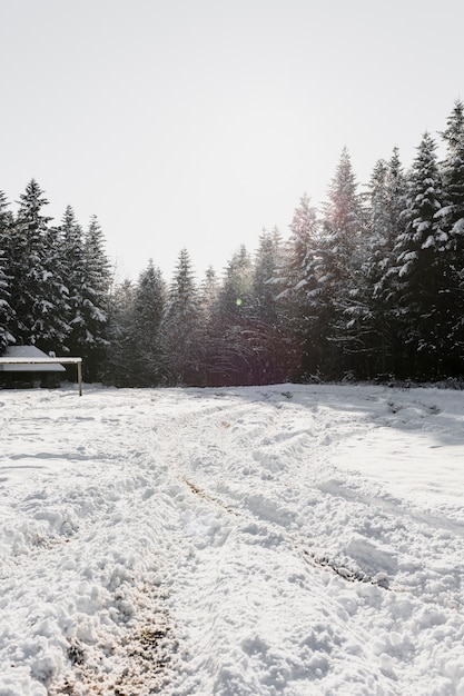 Free photo beautiful fir woods and field in winter