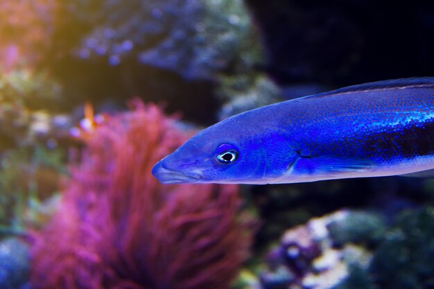 美しい魚の赤い海の珊瑚の動物。水平のコピースペース。選択フォーカス。