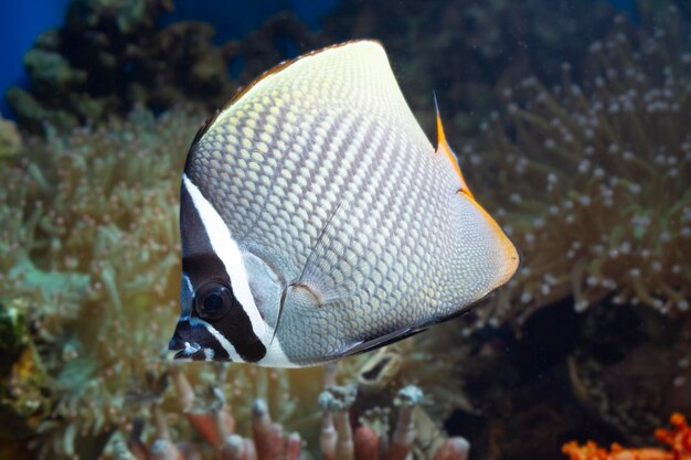 Beautiful fish on the seabed and coral reefs underwater beauty of fish and coral reefs