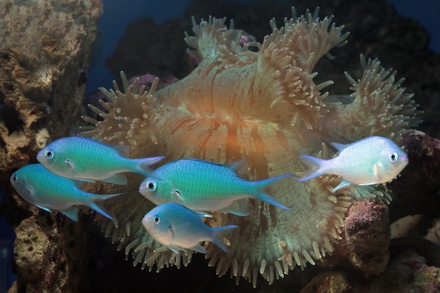Красивая рыба на морском дне и коралловые рифы, подводная красота рыб и коралловые рифы.