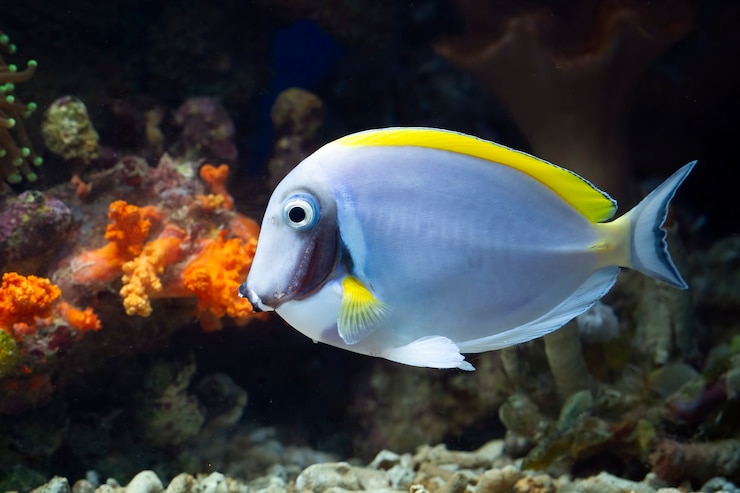 Free Photo beautiful fish on the seabed and coral reefs underwater beauty of fish and coral reefs